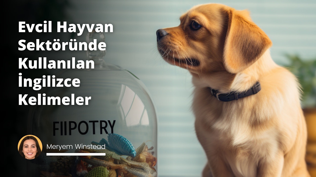 Bu resim, evcil hayvan sektöründe kullanılan İngilizce kelimelerin detaylı bir listesini içerir. Üstte yer alan, koyu renkli başlıkta 'Pet Industry Terminology' yazılıdır. Resmin altında, çeşitli evcil hayvanlar - bir köpek, bir kedi, bir papağan, ve bir akvaryum balığı - birlikte oynarken tasvir edilmiş. Her bir hayvanın yanında, o hayvana veya onların sektöre özel bir terimi temsil eden bir baloncuk içinde bir kelime yazılmış. Örneğin, köpeğin yanında 'Training' (Eğitim), kedinin yanında 'Grooming' (Bakım), papağanın yanında 'Captivity' (Evcilleştirme) ve balığın yanında 'Aquarium' (Akvaryum) kelimeleri yer alır. Bu kelimeler ve kavramlar evcil hayvan sektöründe sıklıkla kullanılan terimleri temsil etmektedir. Düşündürücü ve eğitici bir resimdir.