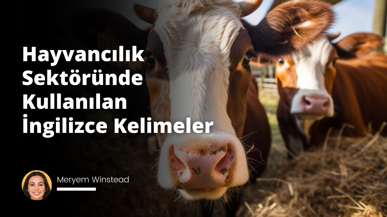 Hayvancılık sektöründe kullanılan İngilizce kelimeler, hayvancılık işletmeciliği için önemli bilgileri içerir. Örneğin, 'gübre' ve 'yem' hayvancılıkta kullanılan temel ürünlerdir. 'Geri dönüşüm' ve 'çevre dostu' terimleri, hayvancılık işletmeciliğinin sürdürülebilirliğini temsil eder. 'Besleme' ve 'konaklama', hayvanların yemlenmesi ve barınması için gerekli olan teknikleri ifade eder. 'İlaçlamak' ve 'temizlik', hayvancılık işletmeciliğinde önemli işlemlerdir. Ayrıca, 'mülkiyet' ve 'koruma' gibi terimler de hayvancılık sektöründe kullanılan İngilizce terimler arasındadır. Hayvancılık sektöründe kullanılan İngilizce kelimeler, hayvancılık işletmeciliğinin önemli kavramlarını anlamamıza yardımcı olur.