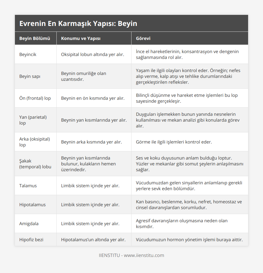 Beyincik, Oksipital lobun altında yer alır, İnce el hareketlerinin, konsantrasyon ve dengenin sağlanmasında rol alır, Beyin sapı, Beynin omuriliğe olan uzantısıdır, Yaşam ile ilgili olayları kontrol eder Örneğin; nefes alıp verme, kalp atışı ve tehlike durumlarındaki gerçekleştirilen refleksler, Ön (frontal) lop, Beynin en ön kısmında yer alır, Bilinçli düşünme ve hareket etme işlemleri bu lop sayesinde gerçekleşir, Yan (parietal) lop, Beynin yan kısımlarında yer alır, Duyguları işlemekken bunun yanında nesnelerin kullanılması ve mekan analizi gibi konularda görev alır, Arka (oksipital) lop, Beynin arka kısmında yer alır, Görme ile ilgili işlemleri kontrol eder, Şakak (temporal) lobu, Beynin yan kısımlarında bulunur, kulakların hemen üzerindedir, Ses ve koku duyusunun anlam bulduğu loptur Yüzler ve mekanlar gibi somut şeylerin anlaşılmasını sağlar, Talamus, Limbik sistem içinde yer alır, Vücudumuzdan gelen sinyallerin anlamlanıp gerekli yerlere sevk eden bölümdür, Hipotalamus, Limbik sistem içinde yer alır, Kan basıncı, beslenme, korku, nefret, homeostaz ve cinsel davranışlardan sorumludur, Amigdala, Limbik sistem içinde yer alır, Agresif davranışların oluşmasına neden olan kısımdır, Hipofiz bezi, Hipotalamus’un altında yer alır, Vücudumuzun hormon yönetim işlemi buraya aittir