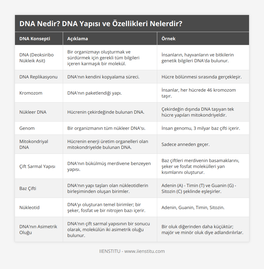 DNA (Deoksiribo Nükleik Asit), Bir organizmayı oluşturmak ve sürdürmek için gerekli tüm bilgileri içeren karmaşık bir molekül, İnsanların, hayvanların ve bitkilerin genetik bilgileri DNA'da bulunur, DNA Replikasyonu, DNA'nın kendini kopyalama süreci, Hücre bölünmesi sırasında gerçekleşir, Kromozom, DNA'nın paketlendiği yapı, İnsanlar, her hücrede 46 kromozom taşır, Nükleer DNA, Hücrenin çekirdeğinde bulunan DNA, Çekirdeğin dışında DNA taşıyan tek hücre yapıları mitokondriyeldir, Genom, Bir organizmanın tüm nükleer DNA'sı, İnsan genomu, 3 milyar baz çifti içerir, Mitokondriyal DNA, Hücrenin enerji üretim organelleri olan mitokondriyelde bulunan DNA, Sadece anneden geçer, Çift Sarmal Yapısı, DNA'nın bükülmüş merdivene benzeyen yapısı, Baz çiftleri merdivenin basamaklarını, şeker ve fosfat molekülleri yan kısımlarını oluşturur, Baz Çifti, DNA'nın yapı taşları olan nükleotidlerin birleşiminden oluşan birimler, Adenin (A) - Timin (T) ve Guanin (G) - Sitozin (C) şeklinde eşleşirler, Nükleotid, DNA'yı oluşturan temel birimler; bir şeker, fosfat ve bir nitrojen bazı içerir, Adenin, Guanin, Timin, Sitozin, DNA'nın Asimetrik Oluğu, DNA'nın çift sarmal yapısının bir sonucu olarak, molekülün iki asimetrik oluğu bulunur, Bir oluk diğerinden daha küçüktür; majör ve minör oluk diye adlandırılırlar