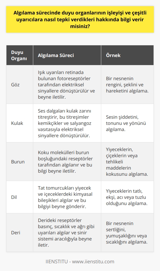 Algıda Duyu Organlarının Rolü  Algıkama sürecinde duyu organlarının işleyişi, birçok uyarıcıya nasıl tepki verdikleri konusunda yaşadığımız çevredeki duyum, renk, şekil ve bunlara ait değişimleri algılar ve bunları ayırt edebiliriz. Algılarımız, duygularımızı, tutumlarımızı ve davranışlarımızı çeşitli uyarıcılar karşısında etkileyen ve bunları değiştiren unsurlardır.   Duyum ve Algı İlişkisi  Bu uyarıcılarıda algılıyoruz ve onlara yorum katıyoruz. Bu da bir nesnenin, ışığın, sesin veya şeklin yorumlarımızda çeşitli anlamlar kazanmasını sağlar. Ancak bu süreç, duyu organlarımızın yapısı ve işleyişi ile doğrudan bağlantılıdır. Algılarımızı şekillendiren duyularımız ve bu duyularımızın bir olayı yorumlamadaki rolleri bizi çevremizle bağlantımızı anlamamızda kritik öneme sahiptir.   Algıda Seçicilik ve Çevre Etkisi  Buna karşılık, algıda seçicilik kavramı, beynimizin belirli uyarılara ve bilgilere nasıl odaklandığını belirler. Bu seçicilik, beynin işleme kapasitesinin sınırlı olması ve bilgi akışını azaltma çabasıyla ilgilidir. Aynı zamanda, çevremizden gelen uyarıların ve kazanılan deneyimlerin de algıda seçicilik üzerinde önemli bir rolü olduğunu belirtmek gerekir.   Kişisel Farkliliklar ve Algı  Algı sürecinde, herkesin farklı bir algı düzeyi ve bakış açısı vardır. Bir portakalın, yaş ve kişisel deneyimlere bağlı olarak bir çocuk için bir top veya bir yetişkin için bir meyve suyu olabileceği örneği, bu farklılıkları açıklamada etkili bir örnektir. Algıları şekillendiren tecrübemiz ve yaşadıklarımız, bize özgü bir bakış açısı kazandırır ve bu bakış açısı, etrafımızdaki dünyayı anlamamızı sağlar.  Algıda Bilinçli Düzey   Algılama seviyesi, insanın bilinçli düzeyi ile doğru orantılı olup, kişi daima görmek istediğini görme eğilimindedir. Kişinin kendini algılaması ve bilinç bakımından kendi varlığının farkına varması, dış dünyayı hangi bakış açısıyla algılayacağının ölçütüdür. Bu da, algının kalitesini ve doğruluğunu belirler.   Sonuç olarak, insanların algılama süreçleri ve duyu organlarının işleyişi üzerine ayrıntılı bir şekilde bilgi edinmek, duygularımızı, tutumlarımızı ve davranışlarımızı nasıl etkilediğini daha iyi anlamamıza yardımcı olabilir.