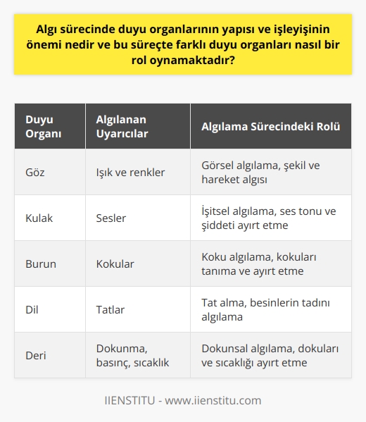 Algılama Sürecinde Duyu Organlarının Önemi ve Rolü  Yaşadığımız çevredeki duyumlar, renkler, şekiller ve değişimlerin ayırt edilmesi, duygularımız, tutum ve davranışlarımızı etkileyen faktörlerle bağlantılıdır. Bu faktörler, duyu organlarının yapısı, işleyişi ve çevre ile kazanılan deneyimlerin etkilesindedir. İnsanlar, çeşitli uyarıcılara maruz kalarak bu uyarıcıları anlamlandırmak adına yorumlar katarlar. Bu süreçte duyu organlarının yapısı ve işleyişi büyük öneme sahiptir.  Farklı Duyu Organlarının İşlevleri  Farklı duyu organları, bu süreçte önemli roller oynar. Algılama sürecinin hayati bir parçası olarak, her organ kendi işlevine göre içinde bulunduğumuz çevreye ait bilgileri işlemeye yardımcı olur. Örneğin, göz ışık ve renkleri, kulak ise sesleri algılamaktadır. Bu işlem sonucunda duyumlar anlamlı hale gelerek bir algıya dönüşür ve her bireyin kendine özgü algı düzeyi ve bakış açısı oluşur.  Algıların Çevre ve Deneyimlere Bağlı Şekillenmesi  Çevre ve kazanılan deneyimler, algı sürecinde kritik bir rol oynar. Çünkü bireyler, yaşam deneyimleri ve geçmiş olaylardan öğrendikleri bilgilerle, algılarını geliştirir, çarpıtır veya renklendirir. Bu nedenle, aynı durumlarda veya uyarıcılar karşısında herkesin farklı bir algı düzeyi ve bakış açısı vardır.  Algıda Seçicilik ve Bilgi İşleme  Beynimizin sınırlı bir bilgi işleme kapasitesine sahip olması nedeniyle, algıda seçicilik önemli bir faktördür. Bu kavram, beynimizin hangi bilgilere dikkat edeceğini, mevcut hedeflerimize veya ihtiyaçlarımıza bağlı olarak seçeceğini ifade eder. Algıda seçicilik, belli durumlarda avantajlı olsa da, önemli bilgilerin gözden kaçırılmasına yol açabilir.  Bilinç ve Algılama Seviyesi  Bir bireyin dünyayı algılama seviyesi, ne kadar bilinçli bir düzeyde olduğuyla doğru orantılıdır. İnsanlar, duyumlarını anlamlı hale getirerek algılarını etkileyen faktörlerden biri olan bilinçle hareket ederler.  Sonuç olarak, algılama sürecinde duyu organlarının yapısı ve işleyişi büyük öneme sahiptir, çünkü bu süreçte farklı duyu organları önemli roller oynamaktadır. Algılarımız, çevre ve kazanılan deneyimlerin etkisiyle şekillenmektedir ve bu süreçte bilinç, bilgi işleme ve algıda seçicilik gibi faktörler önemli rol oynar.