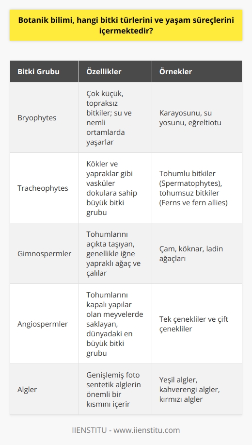 Bitki Türleri ve Sınıflandırması  Botanik bilimi, tüm bitki türleri ve yaşam süreçlerini inceleyerek doğadaki bitkilerin işlevlerini, morfolojik yapılarını, fizyolojik mekanizmalarını ve evrimsel ilişkilerini anlamamızı amaçlar. İlk olarak, bitkiler üç temel gruba ayrılır: özelleşmiş kara bitkileri olan bryophytes; tracheophytes, kökler ve yapraklar gibi vasküler dokulara sahip büyük bitki grubu ve genişlemiş foto sentetik alglerin önemli bir kısmını içeren algler.  Bryophytes ve Tracheophytes  Bryophytes, su ve nemli ortamlarda yaşayan çok küçük, topraksız bitkilerdir. Bu grup, karayosunu, su yosunu ve eğreltiotu gibi bitkileri içerir. Tracheophytes ise, tohumlu bitkiler (Spermatophytes) ve tohumsuz bitkiler (Ferns ve fern allies) olmak üzere iki alt gruba ayrılır. Tohumlu bitkiler, gimnospermler ve angiospermler olarak iki kısımdan oluşur.  Tohumlu Bitkiler: Gimnospermler ve Angiospermler  Gimnospermler, genellikle tohumlarını açıkta taşıyan, çoğunlukla iğne yapraklı ağaç ve çalılardır. Meşhur örnekleri arasında çam, köknar ve ladin ağaçları bulunur. Angiospermler ise tohumlarını kapalı yapılar olan meyvelerde saklar ve dünyadaki en büyük bitki grubunu oluşturur. İki alt kategoriye ayrılırlar; tek çenekliler ve çift çenekliler.   Bitki Yaşam Süreçleri ve Büyüme  Bitki yaşam süreçleri, üreme, büyüme ve gelişme açısından karmaşıktır. Üreme sürecinde, bitkiler sporlar veya tohumlar üreterek çoğalır. Büyüme ve gelişme ise fotosentez, solunum, besin alımı, farklılaşma, doku gelişimi ve hormonların düzenlemesi gibi süreçlerle gerçekleşir.  Özetle, botanik bilimi, bitkilerin sınıflandırılması, evrimsel ilişkiler, yaşam süreçleri ve adaptasyon mekanizmalarını incelemeye odaklanır. Dört ana bitki grubu bryophytes, tracheophytes, gimnospermler ve angiospermler üzerine gerçekleştirilen bu çalışmalar, biyolojik çeşitlilik ve ekosistem dengesi açısından büyük önem taşır.