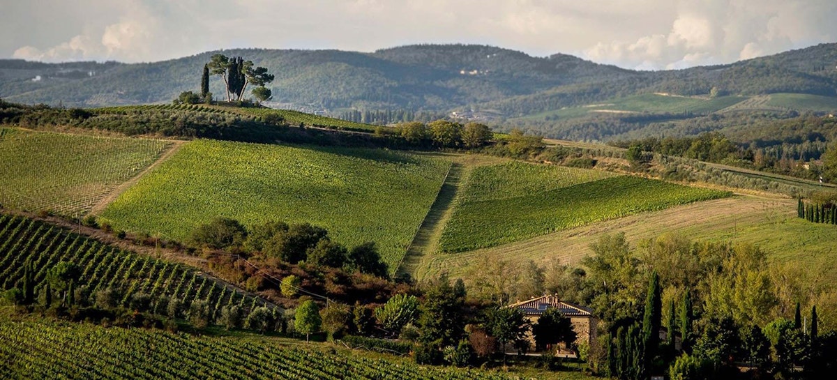 SCOPRI E ORDINA SUBITO I NOSTRI VINI - PICCINI 1882