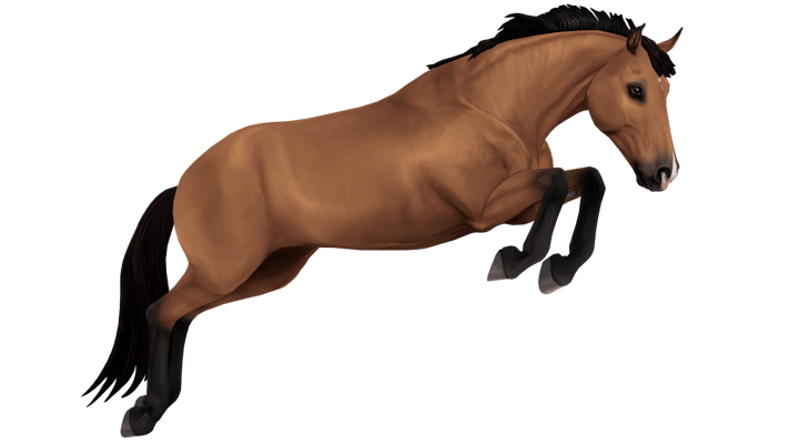 Belgian Warmblood bay, jumping