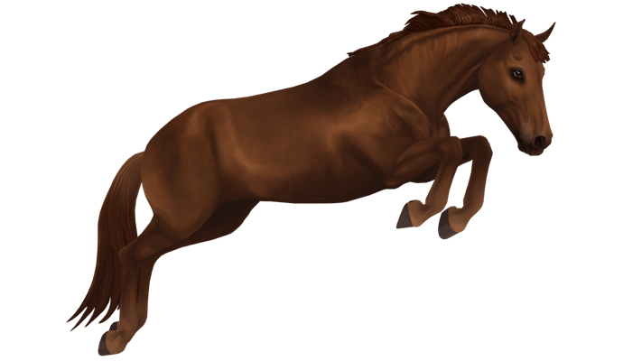 Belgian Warmblood liver chestnut, jumping
