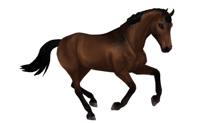 Belgian Warmblood