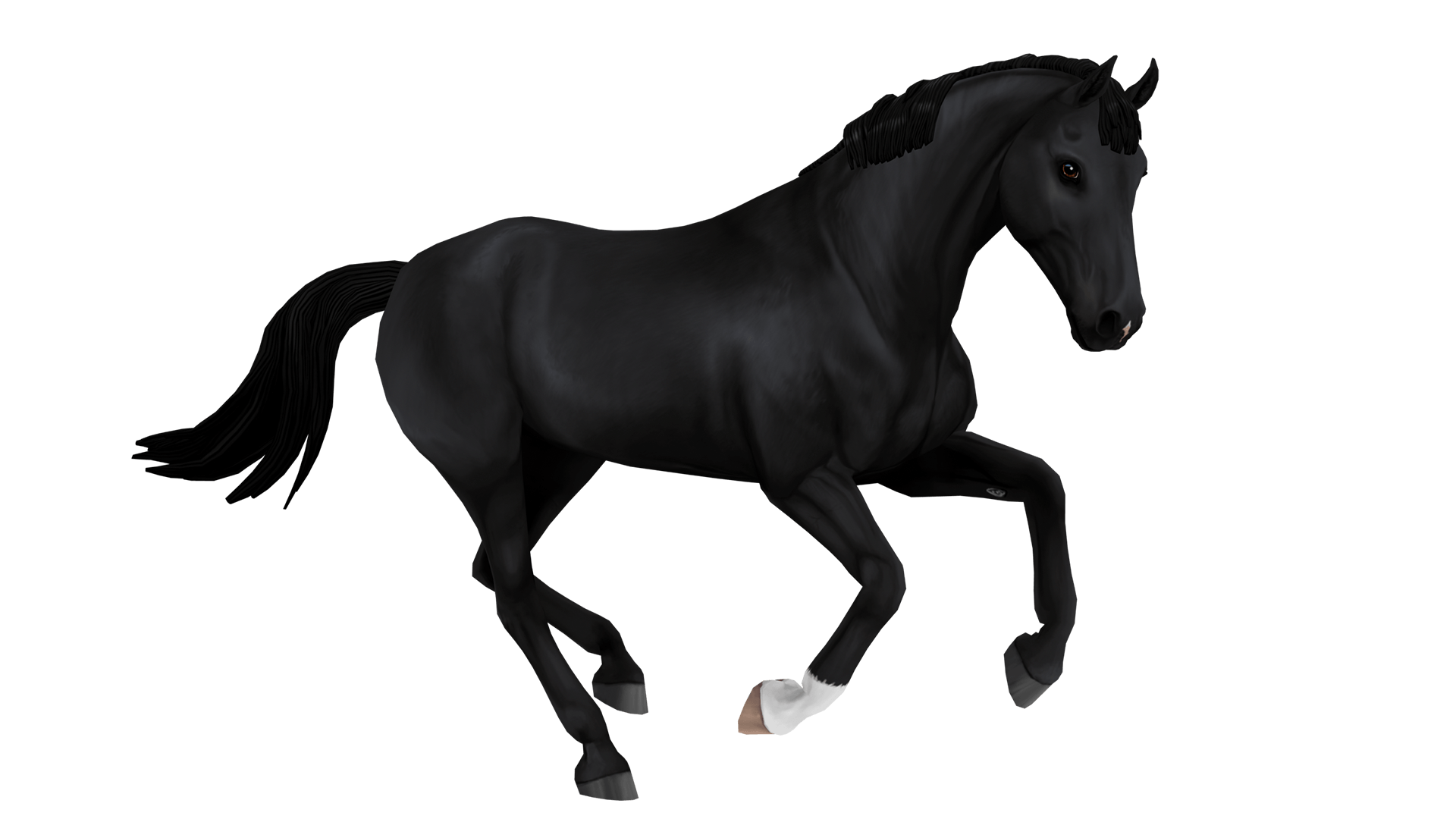 Belgian warmblood horse breed of jorvik star stable