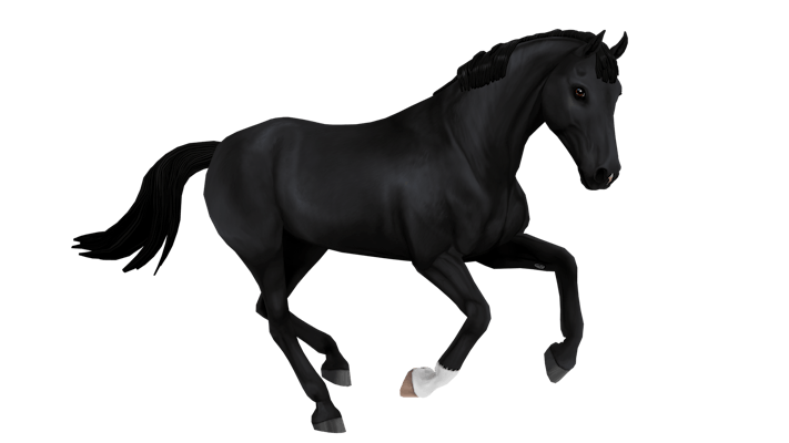 Belgian Warmblood black