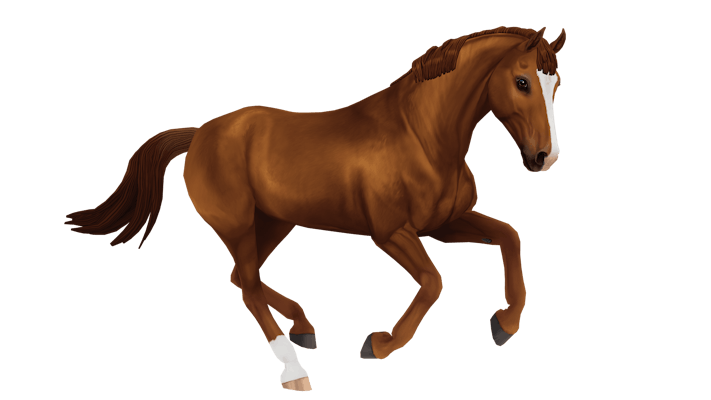 Belgian warmblood, chestnut