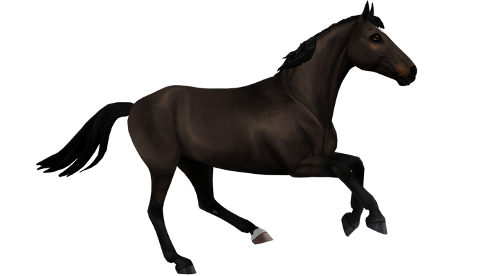 Belgian warmblood, dark bay