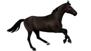 Belgian Warmblood Horse Breed Of Jorvik Star Stable