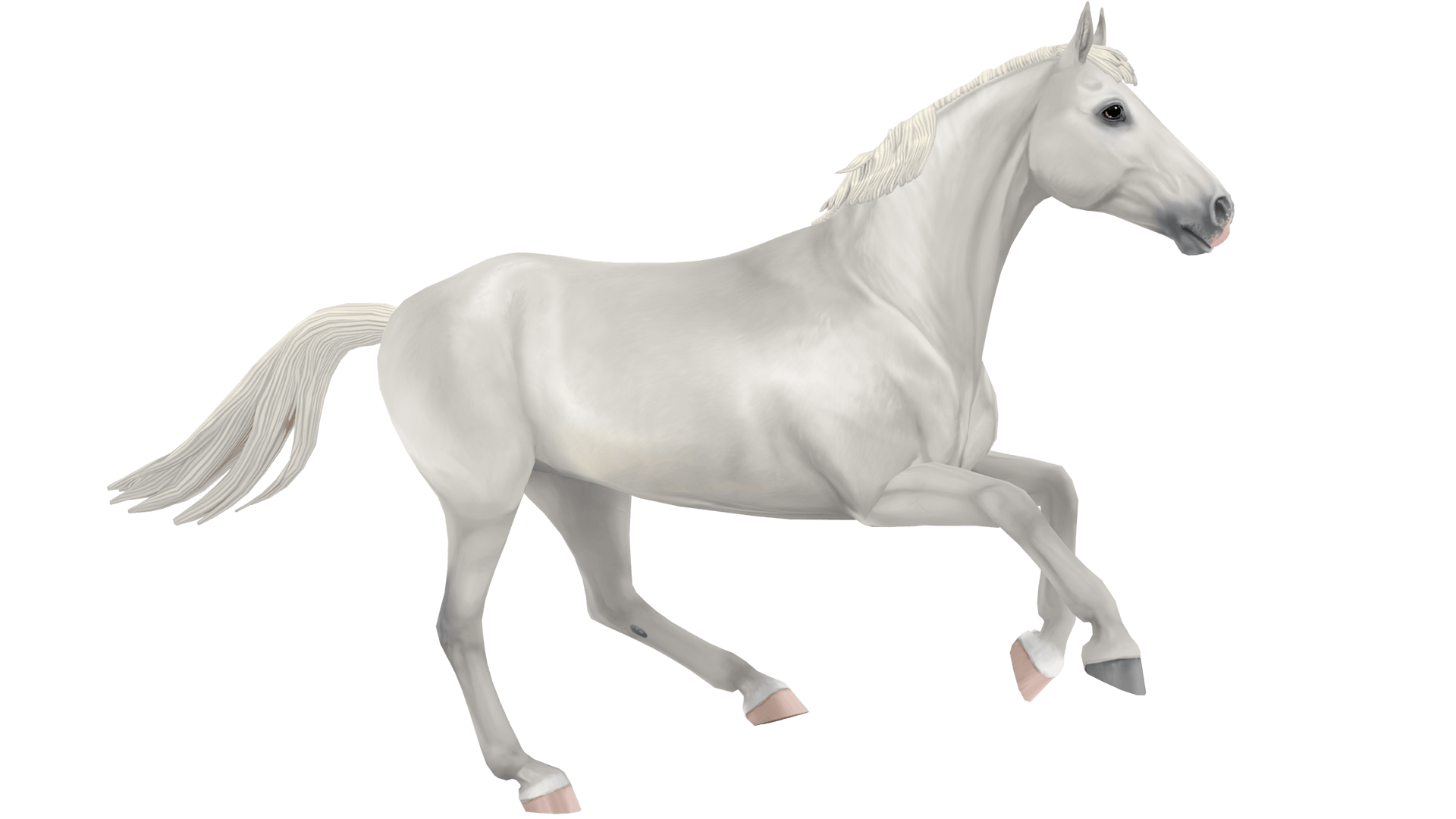 Belgian warmblood horse breed of jorvik star stable