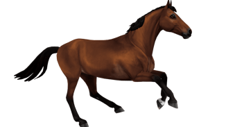 Belgian Warmblood – H&M All In