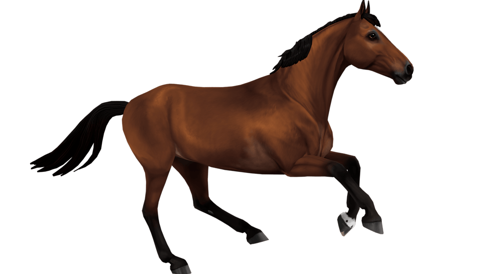 Belgian Warmblood – H&M All In