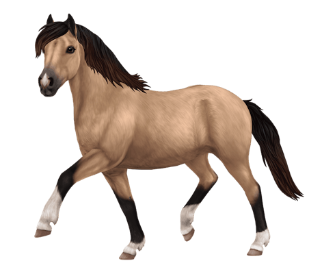 Gotland Pony, variation 5