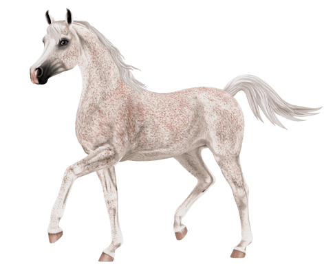 horse