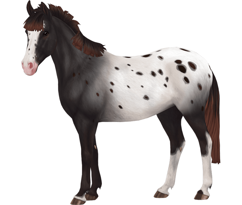 Appaloosa Horse breed Star Stable