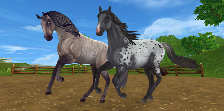 250 ideias de Star Stable em 2023  cavalos, jogos de cavalos, filhote de  lobo