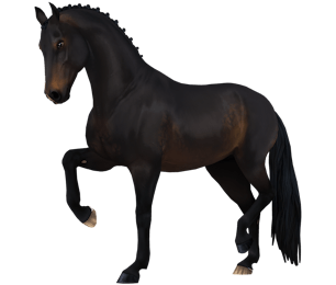 250 ideias de Star Stable em 2023  cavalos, jogos de cavalos, filhote de  lobo