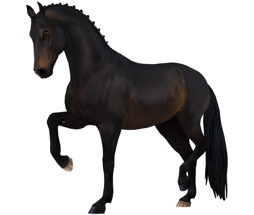 Dutch Warmblood | Horse breed | Star Stable