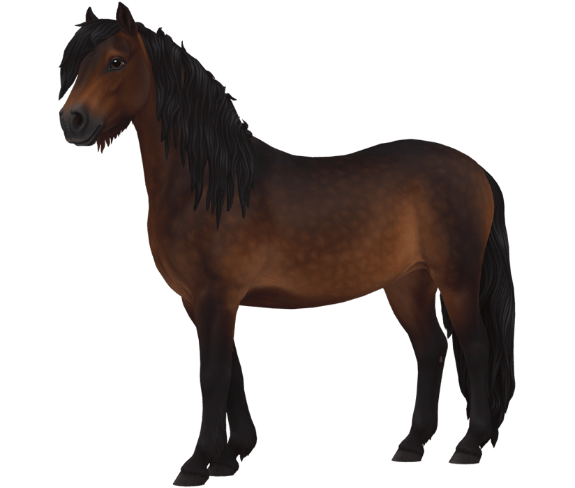 Dartmoor Pony Horse breed Star Stable