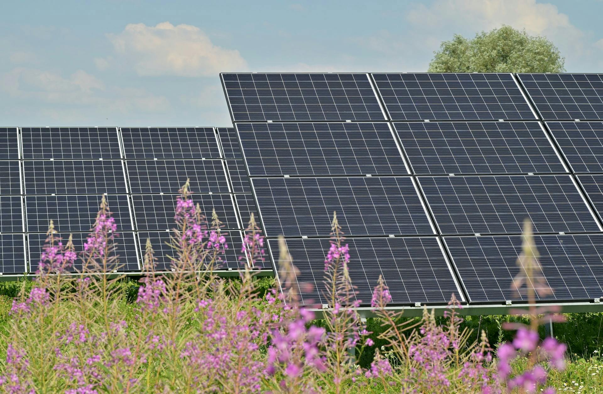 Foto di impianti fotovoltaici installati su un campo fiorito.