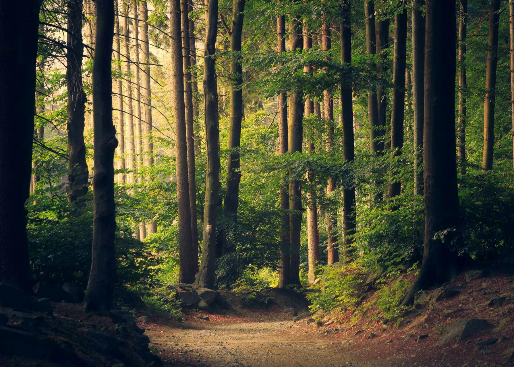 Foresta