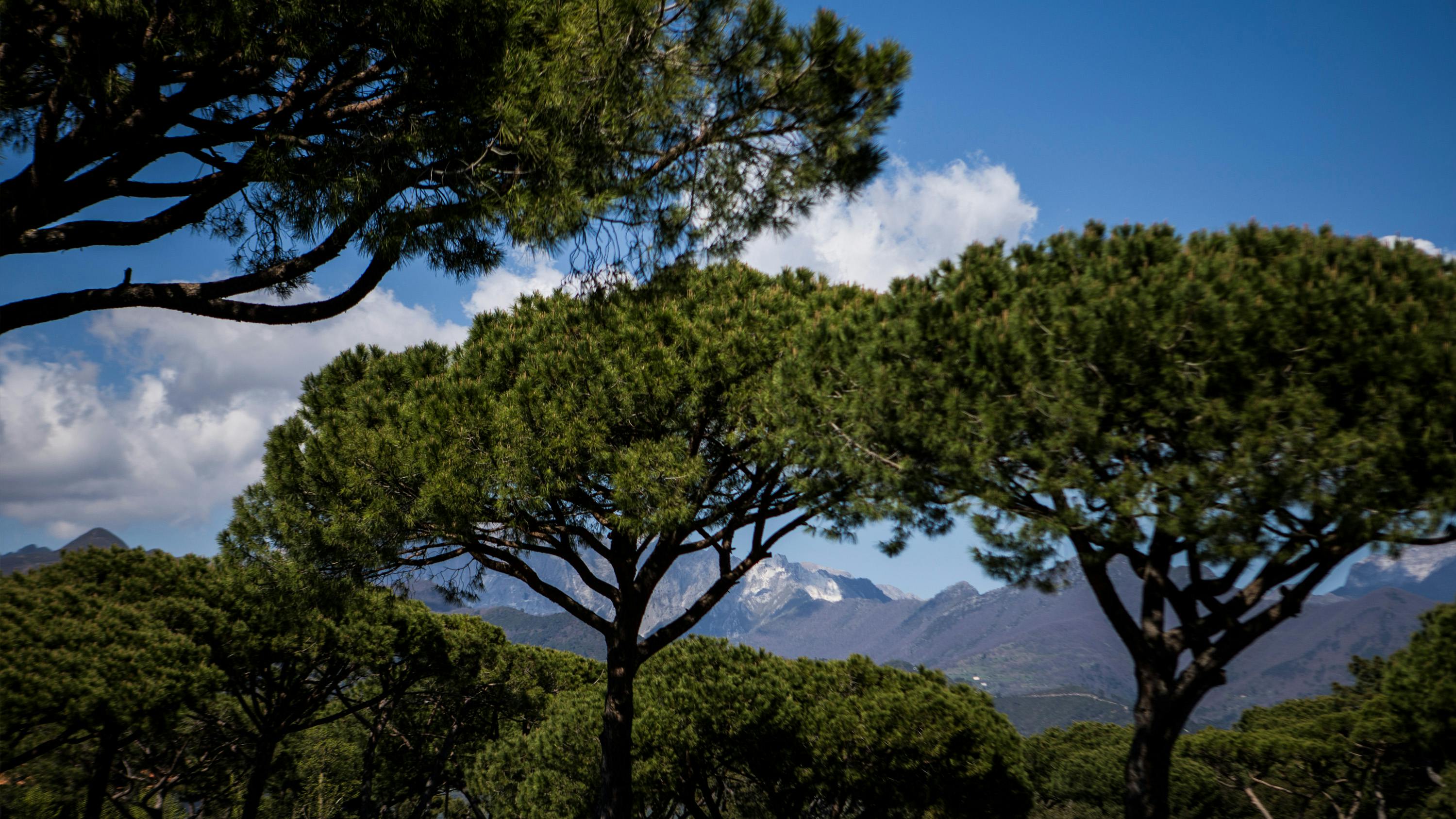 Pineta Forte dei Marmi