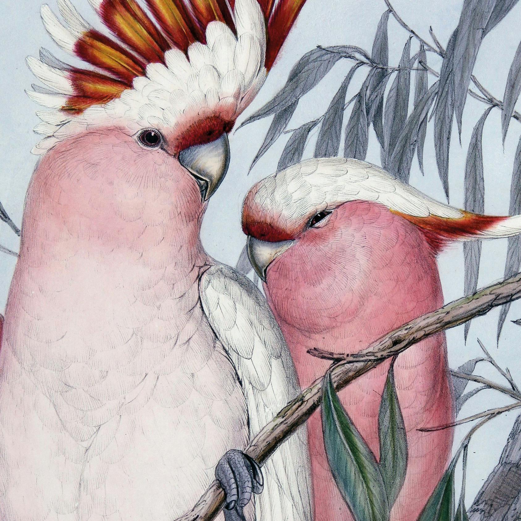 John Gould, Birds of Australia, 1840-48