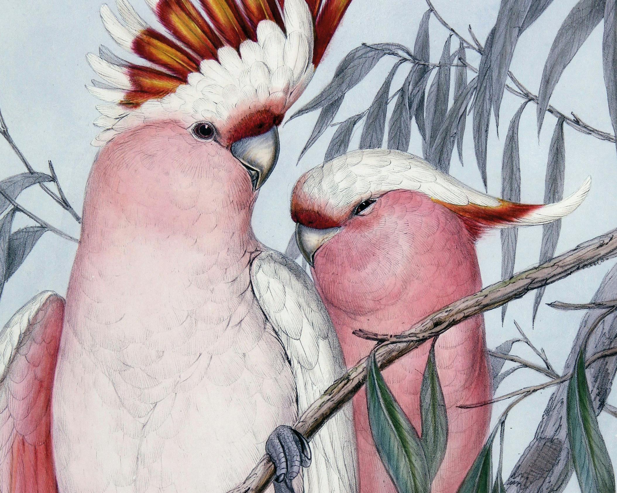 John Gould, Birds of Australia, 1840-48