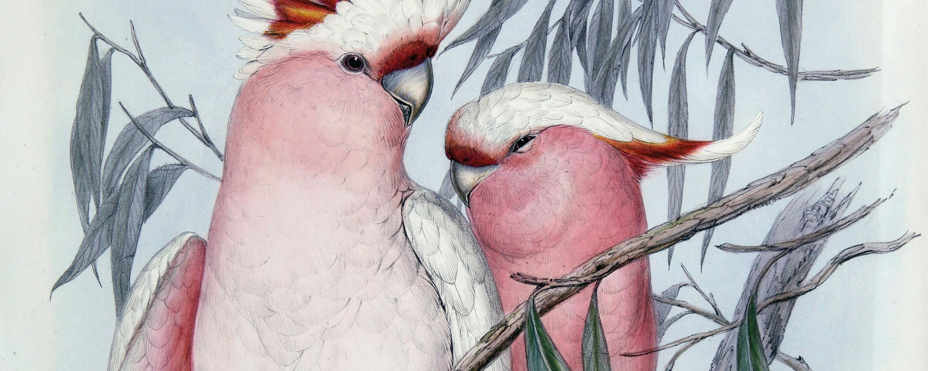 John Gould, Birds of Australia, 1840-48 John Gould, Birds of Australia, 1840-48