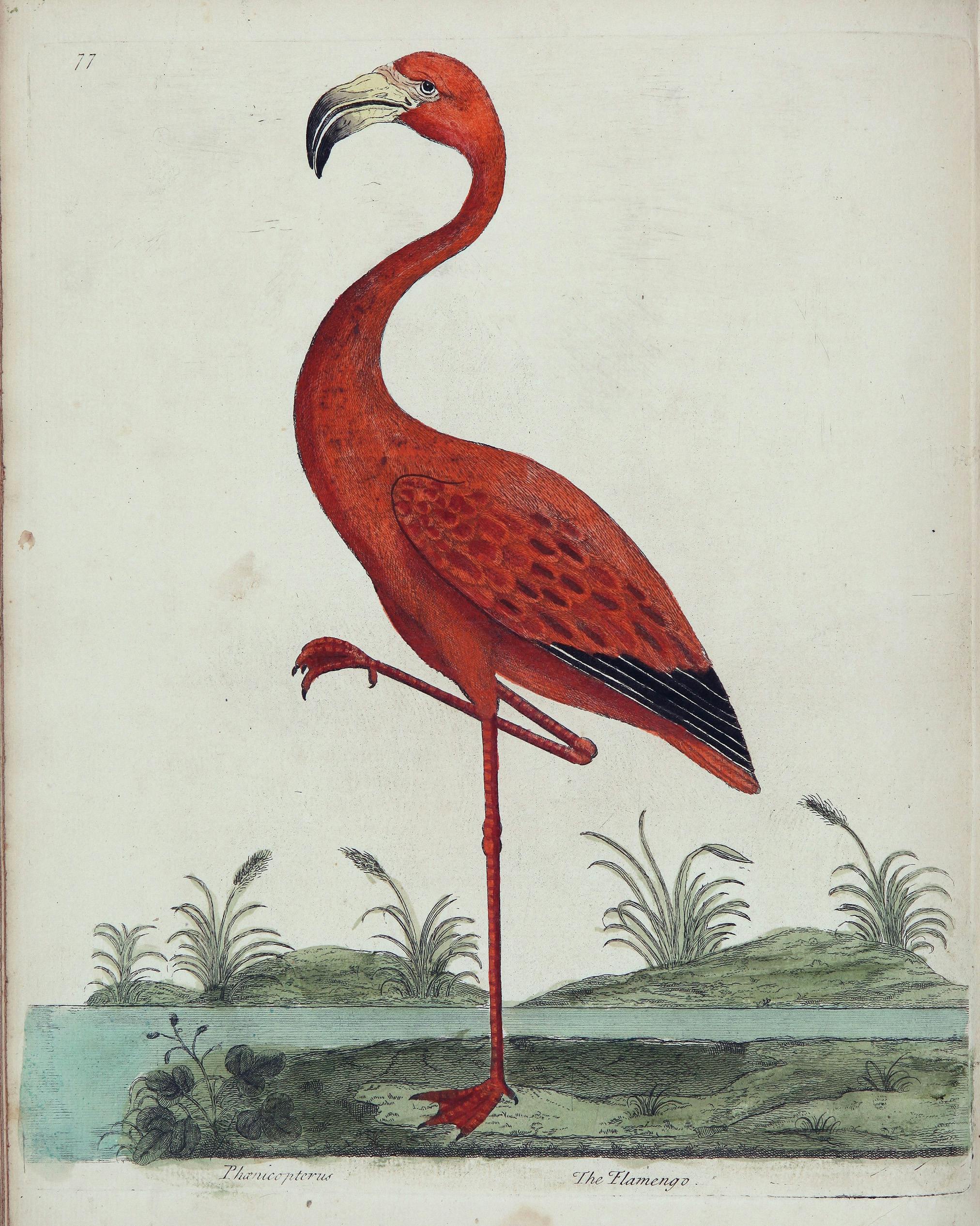 Eleazar Albin, A natural history of birds, 1731-1738