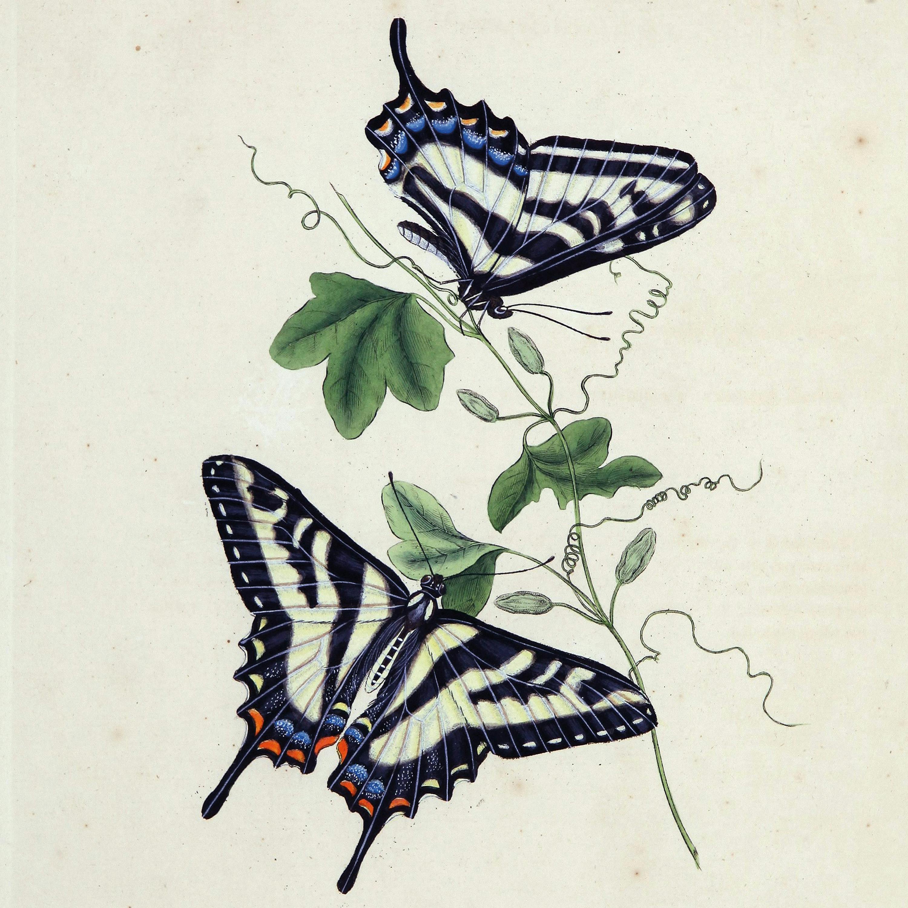 Edward Donovan, General illustration of entomology, 1805