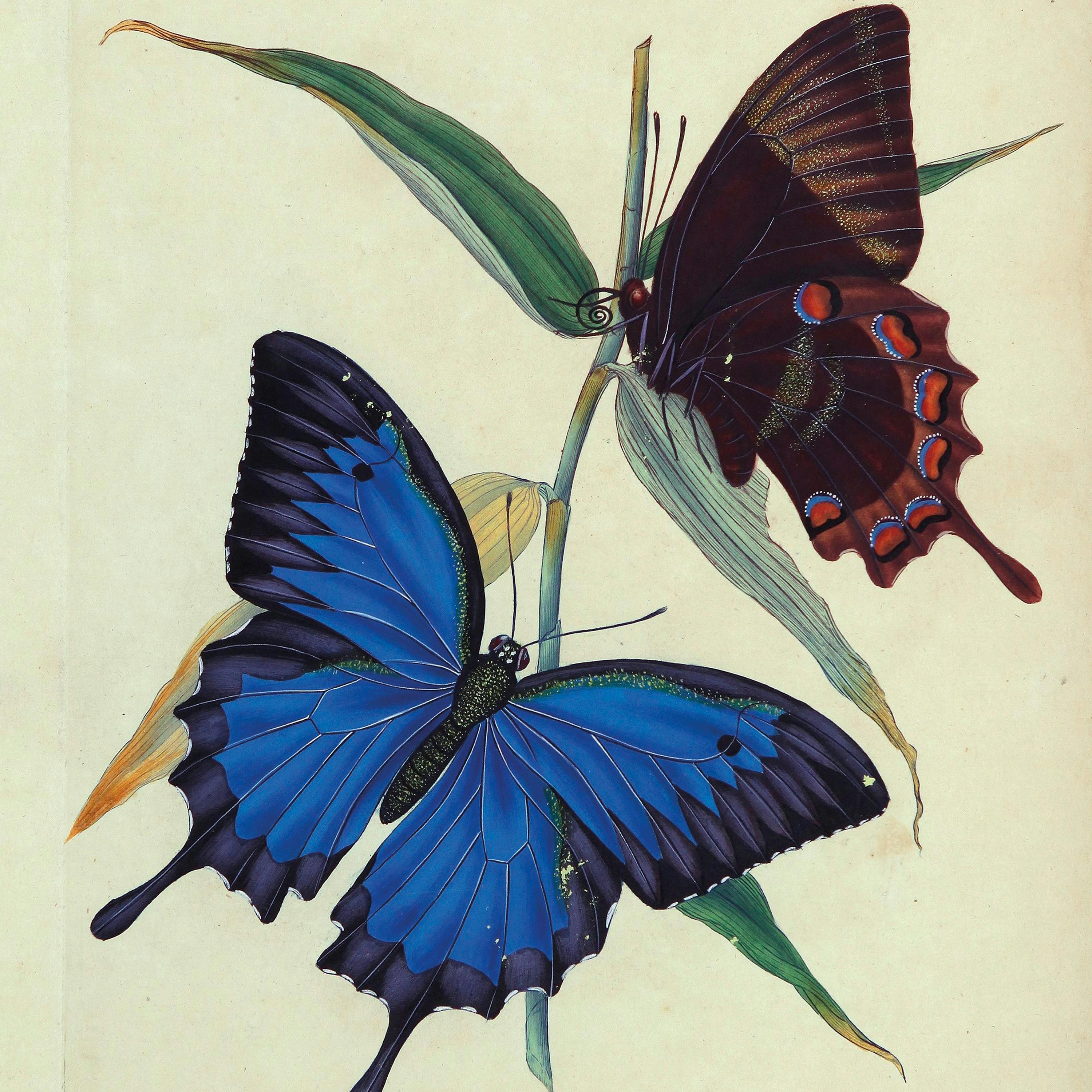 Edward Donovan, General illustration of entomology, 1805