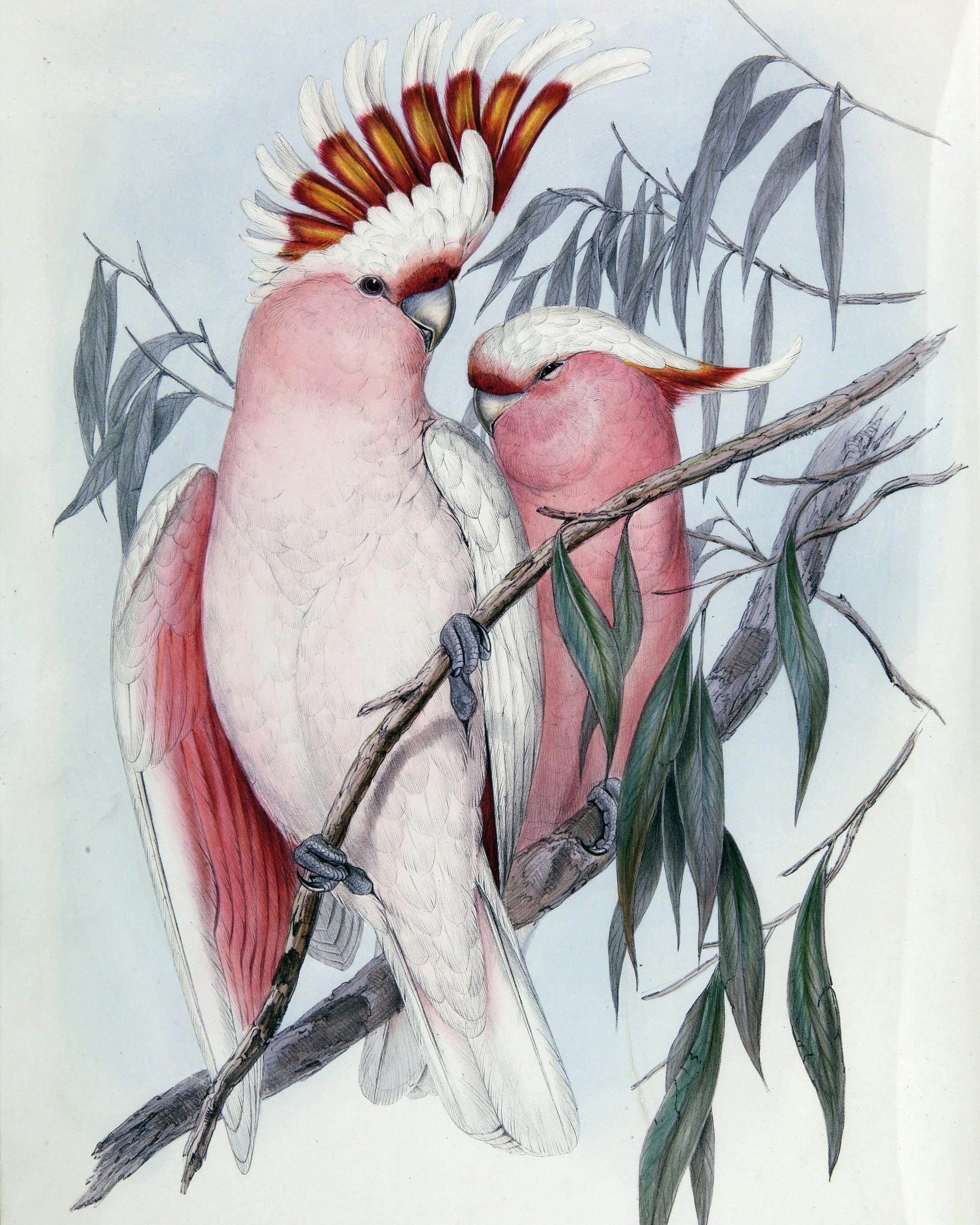 John Gould, Birds of Australia, 1840-48