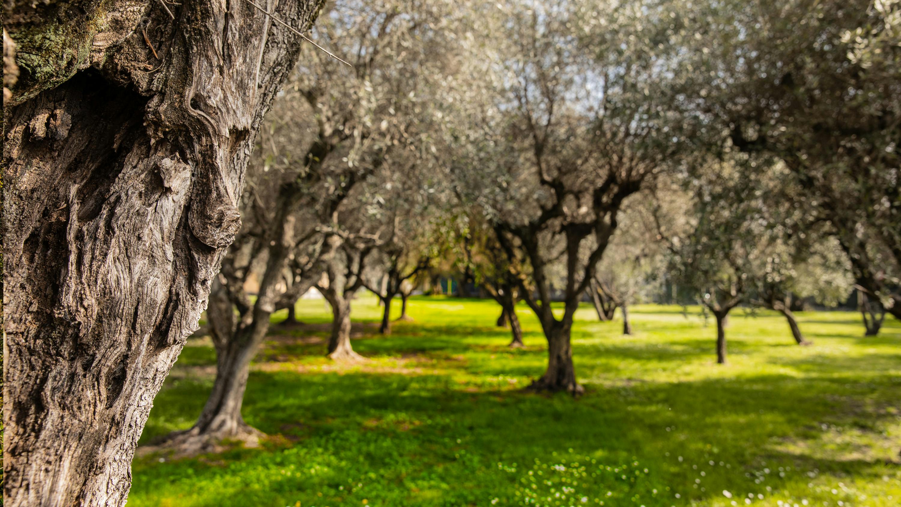 Scorcio della campagna di Vaiana