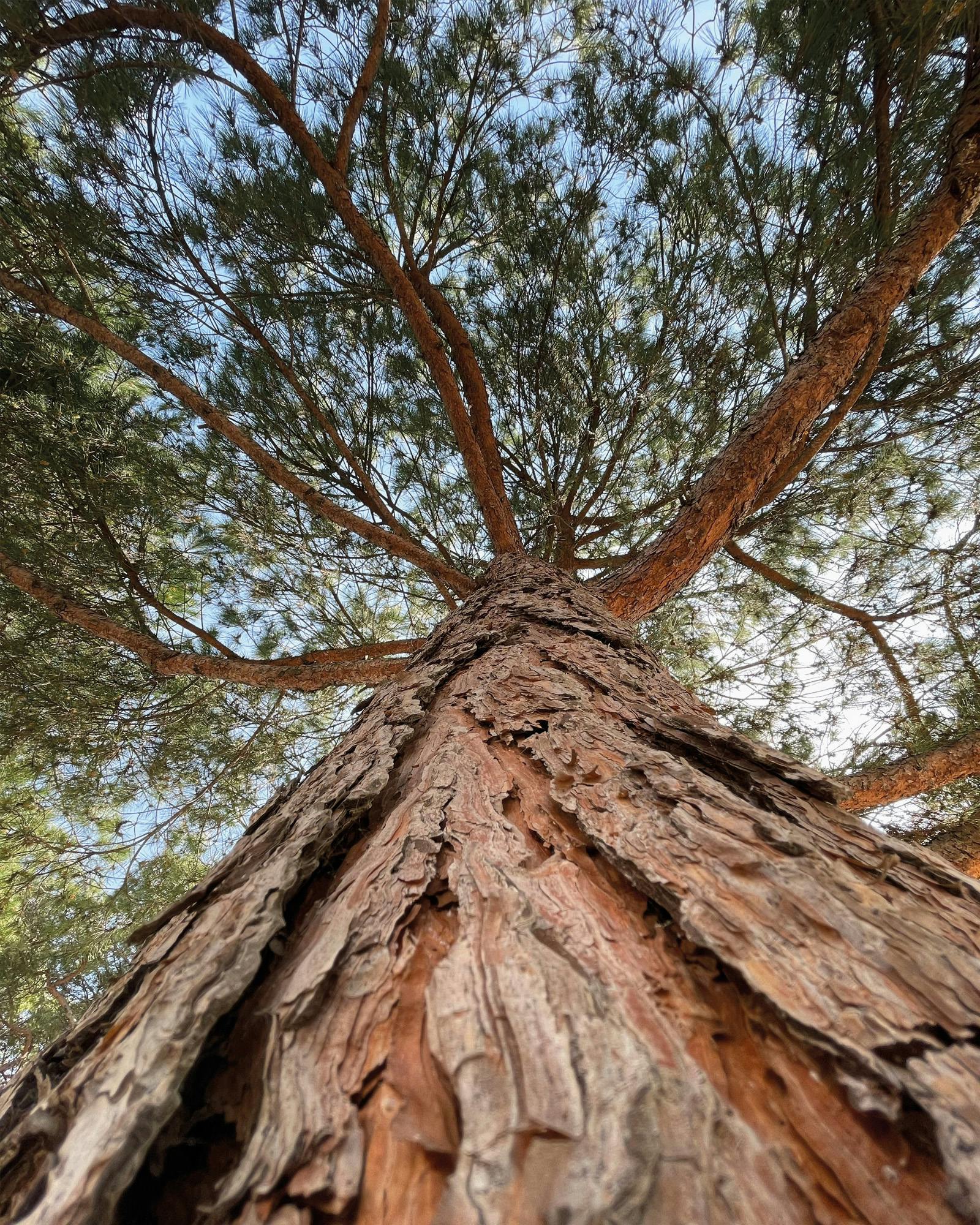 Pineta a Forte dei Marmi