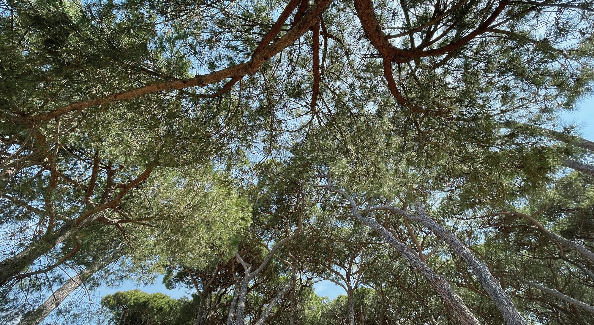 Pineta a Forte dei Marmi