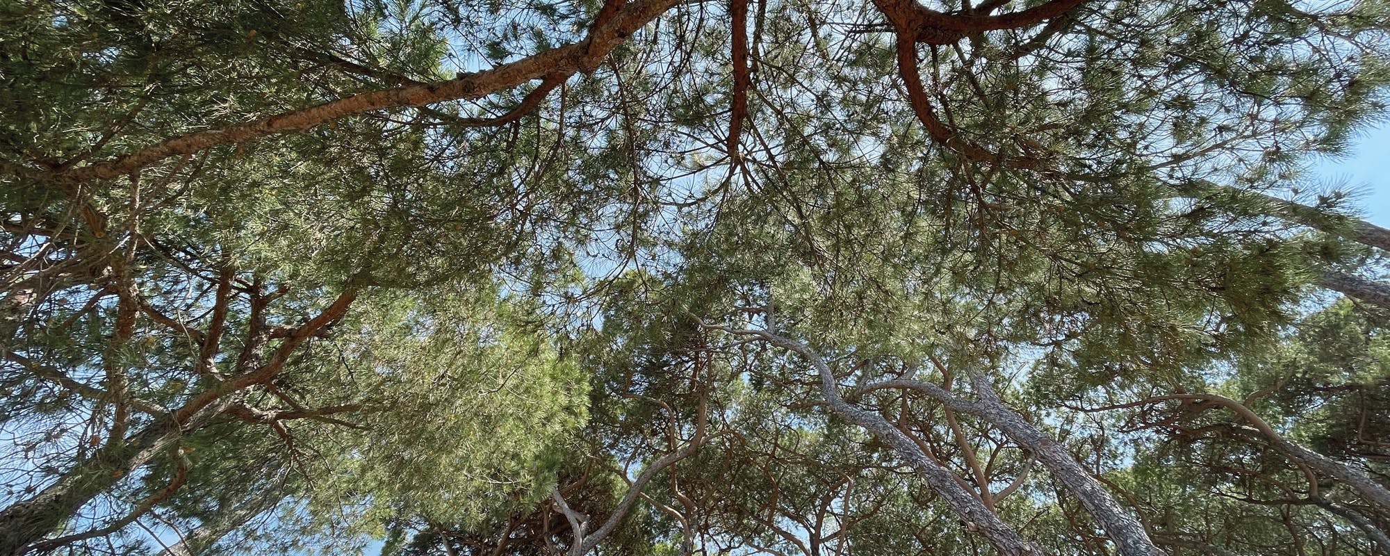 Pineta a Forte dei Marmi Pineta a Forte dei Marmi