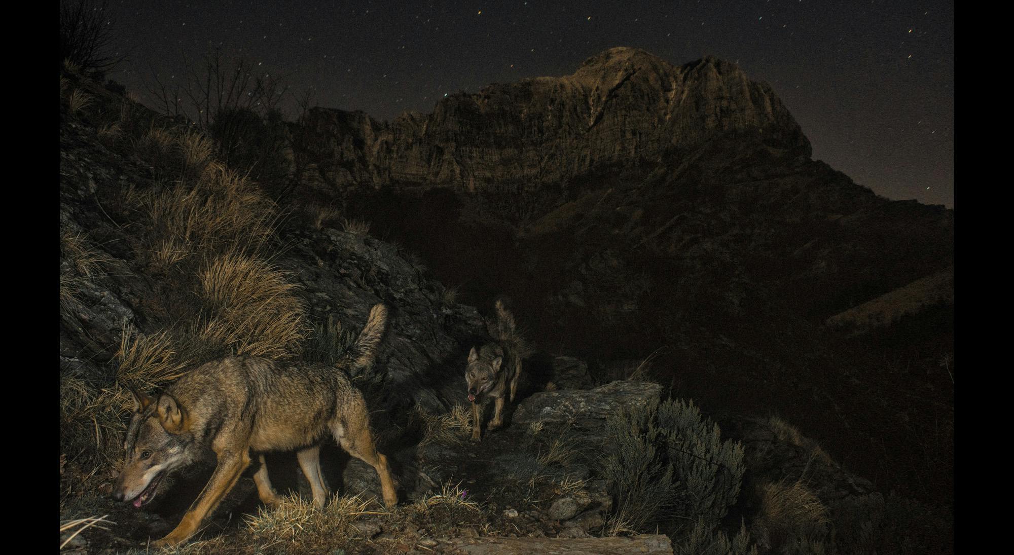 Lorenzo Shoubridge, "The Herd"