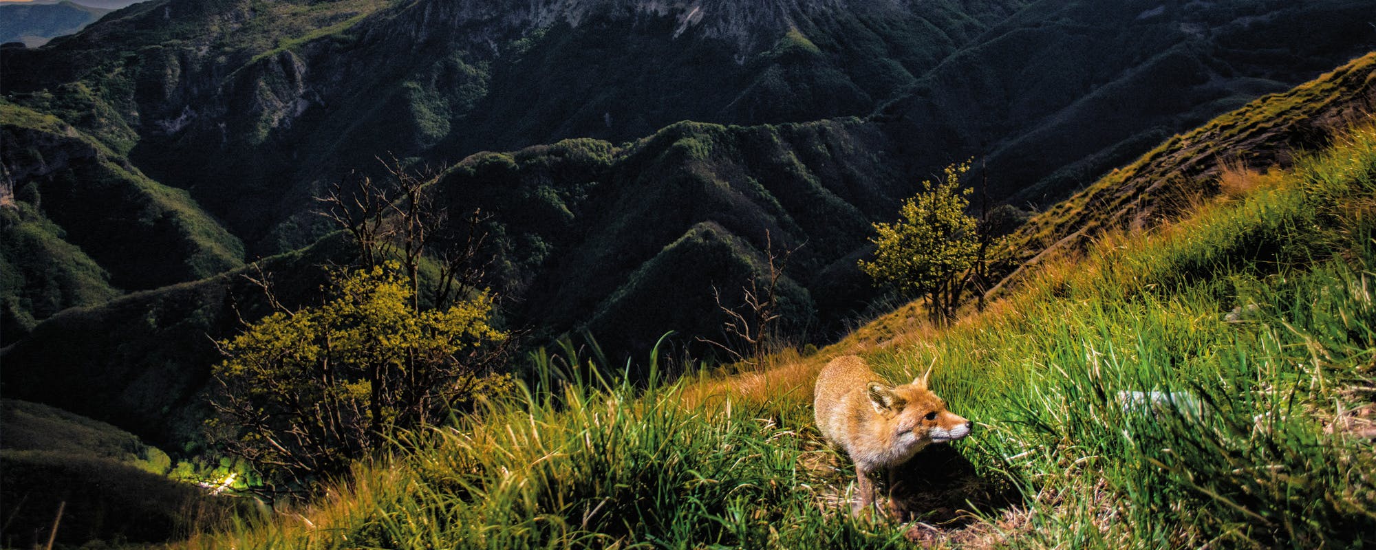 Lorenzo Shoubridge, volpe sul gruppo delle Panie Lorenzo Shoubridge, volpe sul gruppo delle Panie