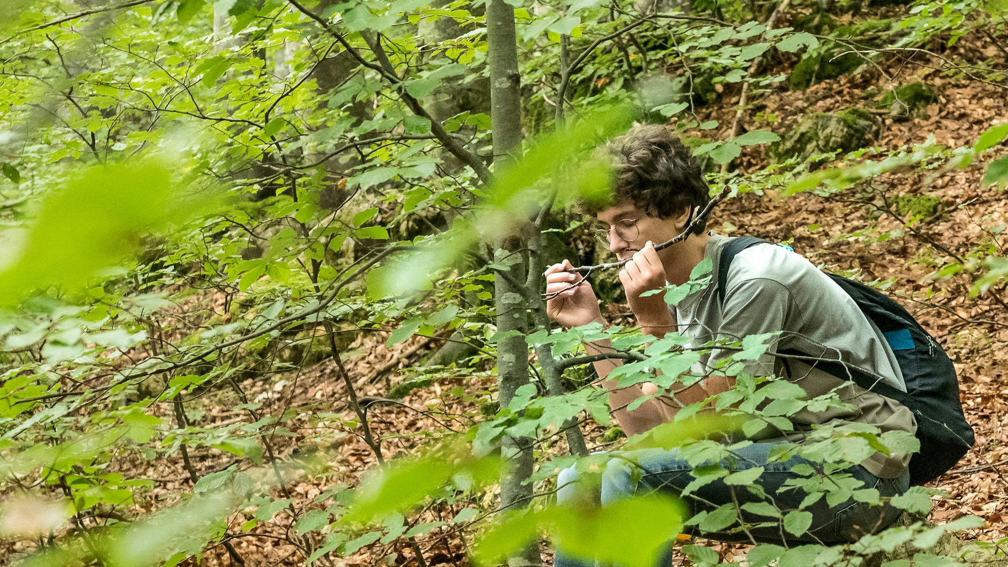Terapia forestale nei boschi dell'Alta Versilia