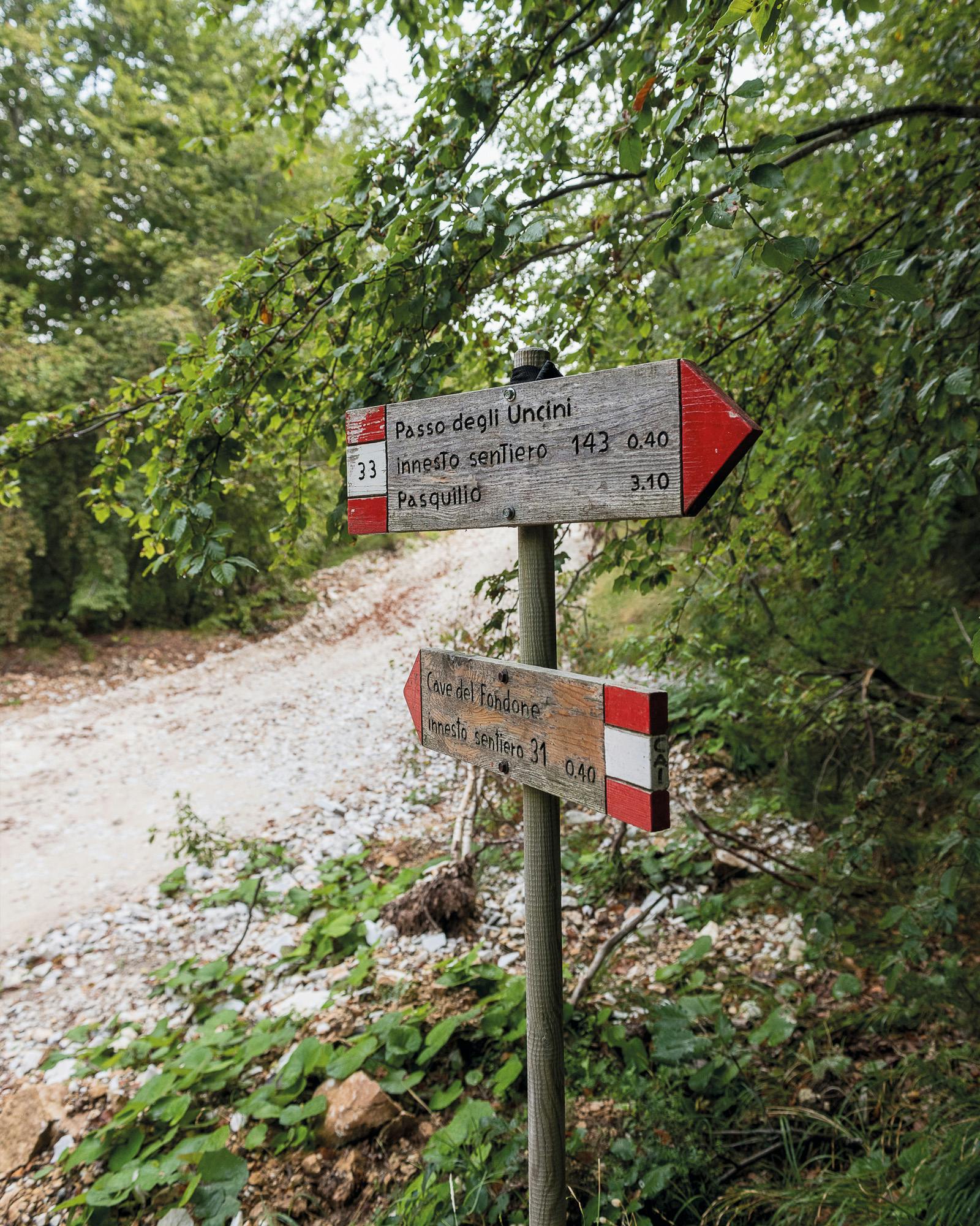 Terapia forestale nei boschi dell'Alta Versilia