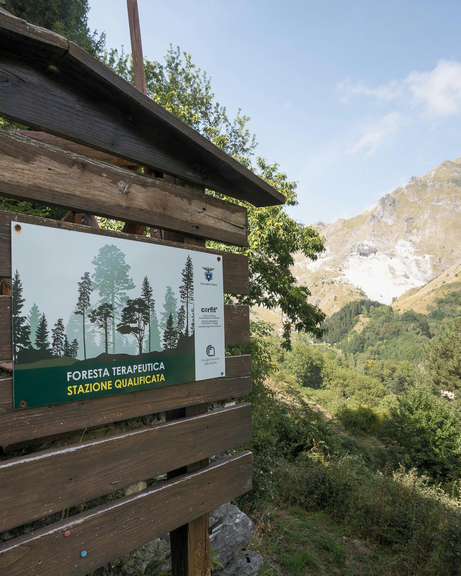 Terapia forestale nei boschi dell'Alta Versilia