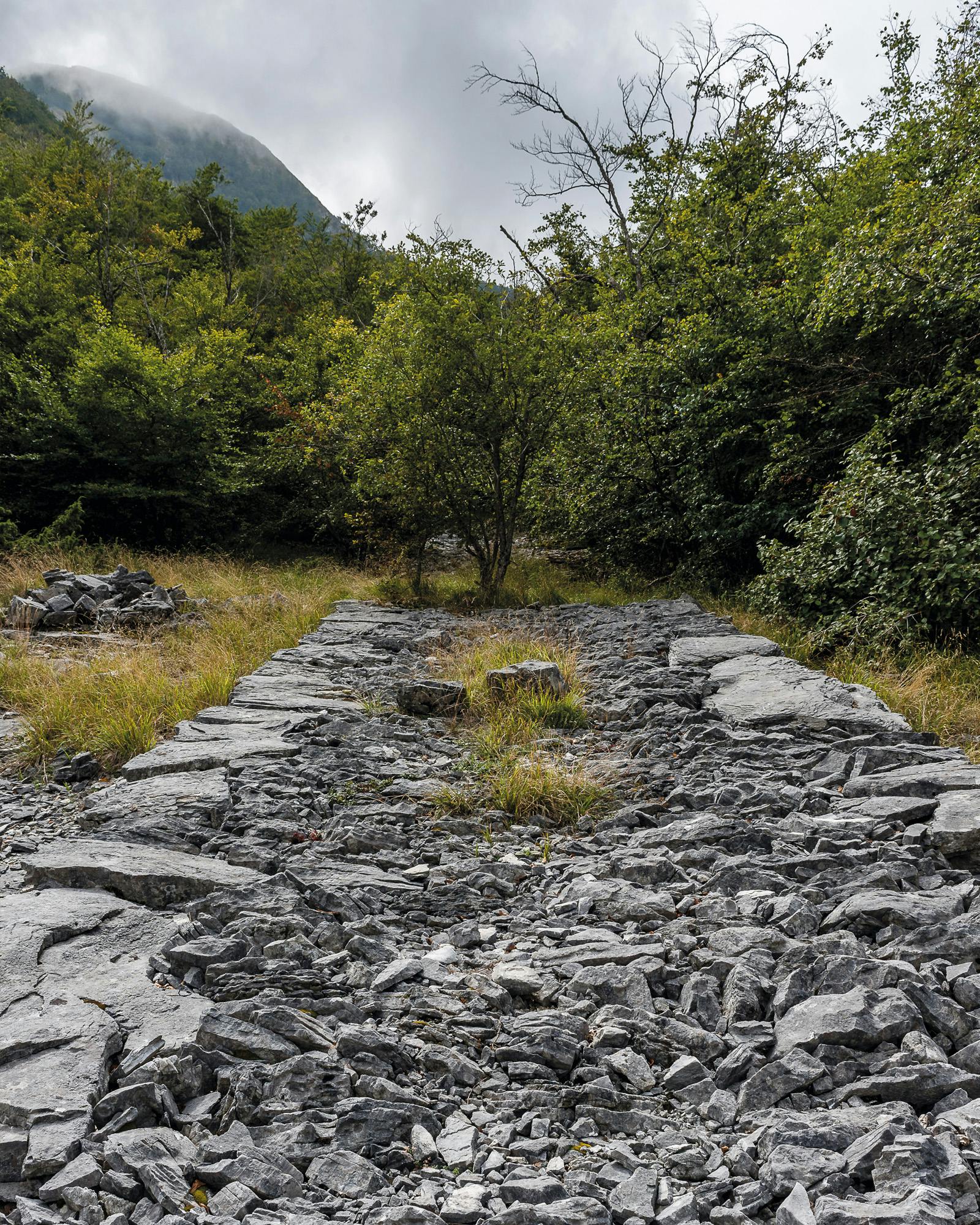 Terapia forestale nei boschi dell'Alta Versilia