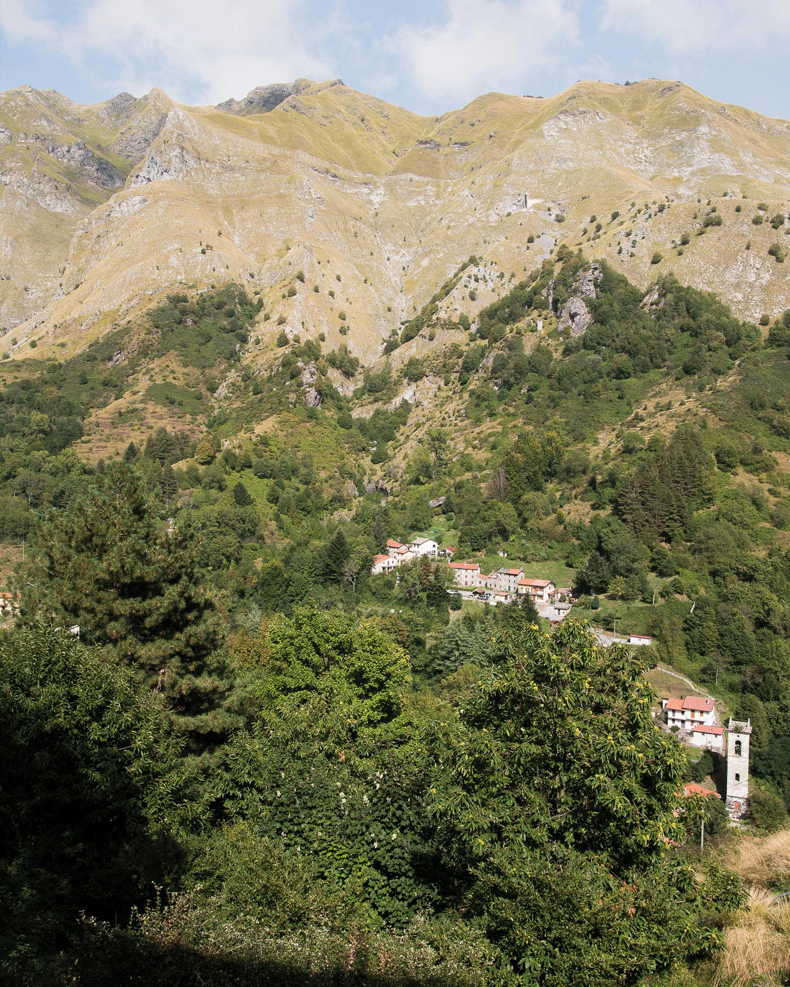 Terapia forestale nei boschi dell'Alta Versilia