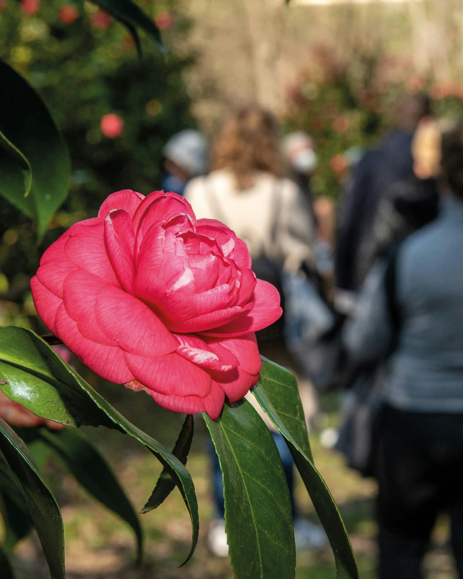 Mostra delle antiche camelie della Lucchesia (Pieve di Compito)