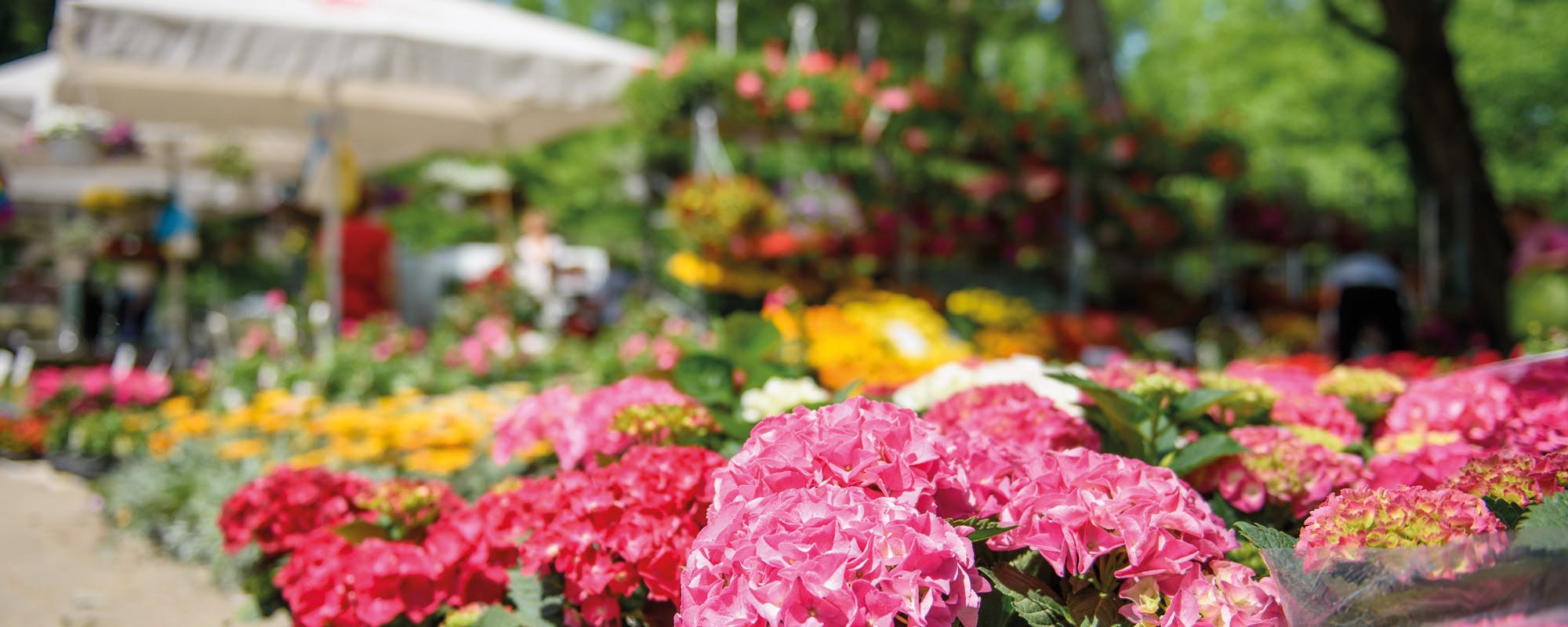 Mercato dei fiori Mercato dei fiori