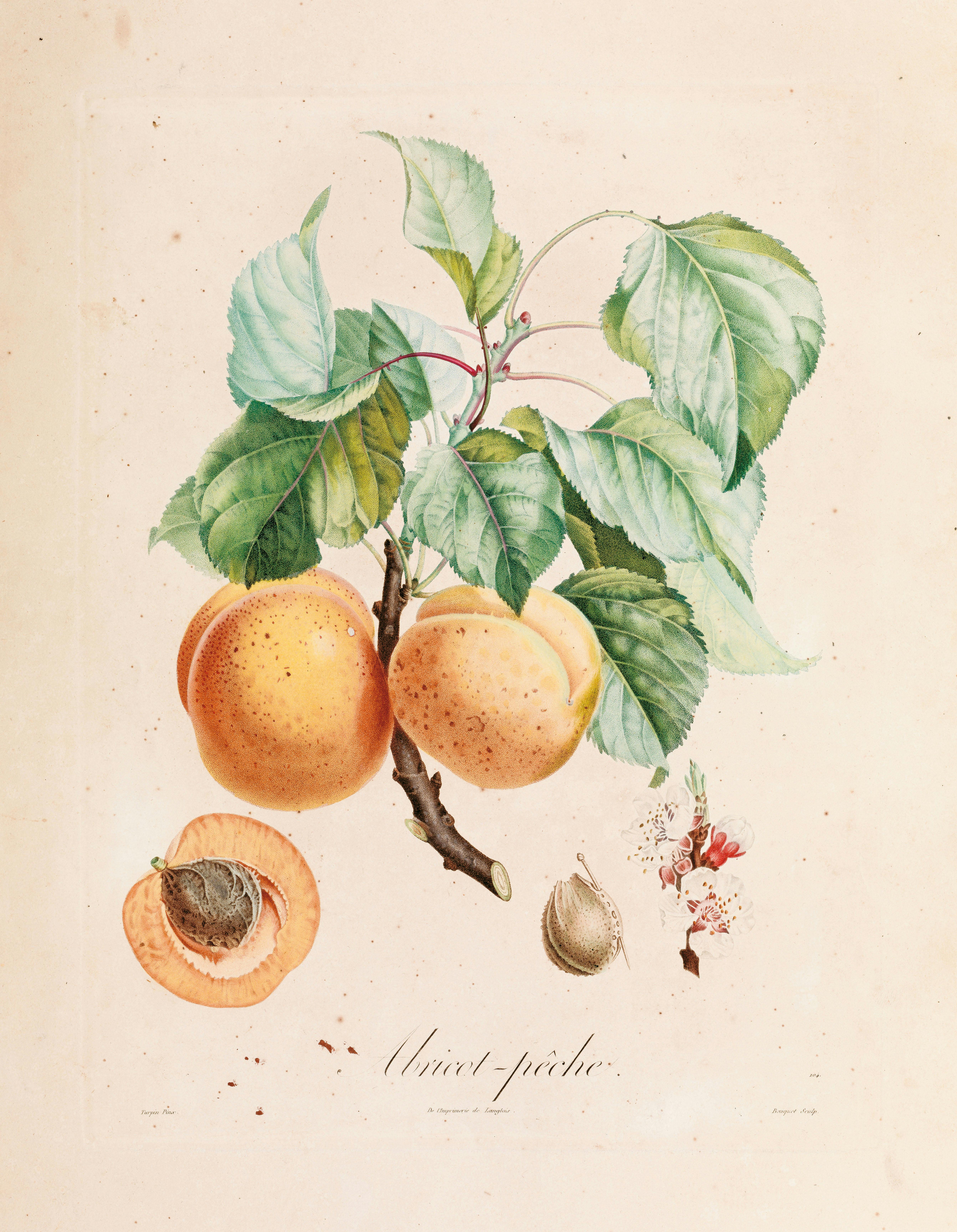 Illustrazione e colori con ramo di albicocco con foglie e frutti